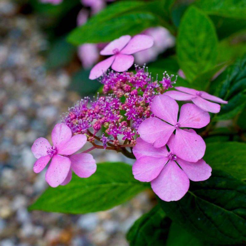 Hortensia Macrophylle 'Dolce Gipsy' (Hydrangea Macrophylla) - Godet - Taille 13/25cm - Pépinières Naudet - Image 1