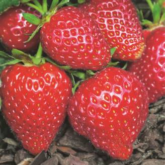 Fleuron D'Anjou - Plant de fraisier remontant Charlotte barquette de 6 godets