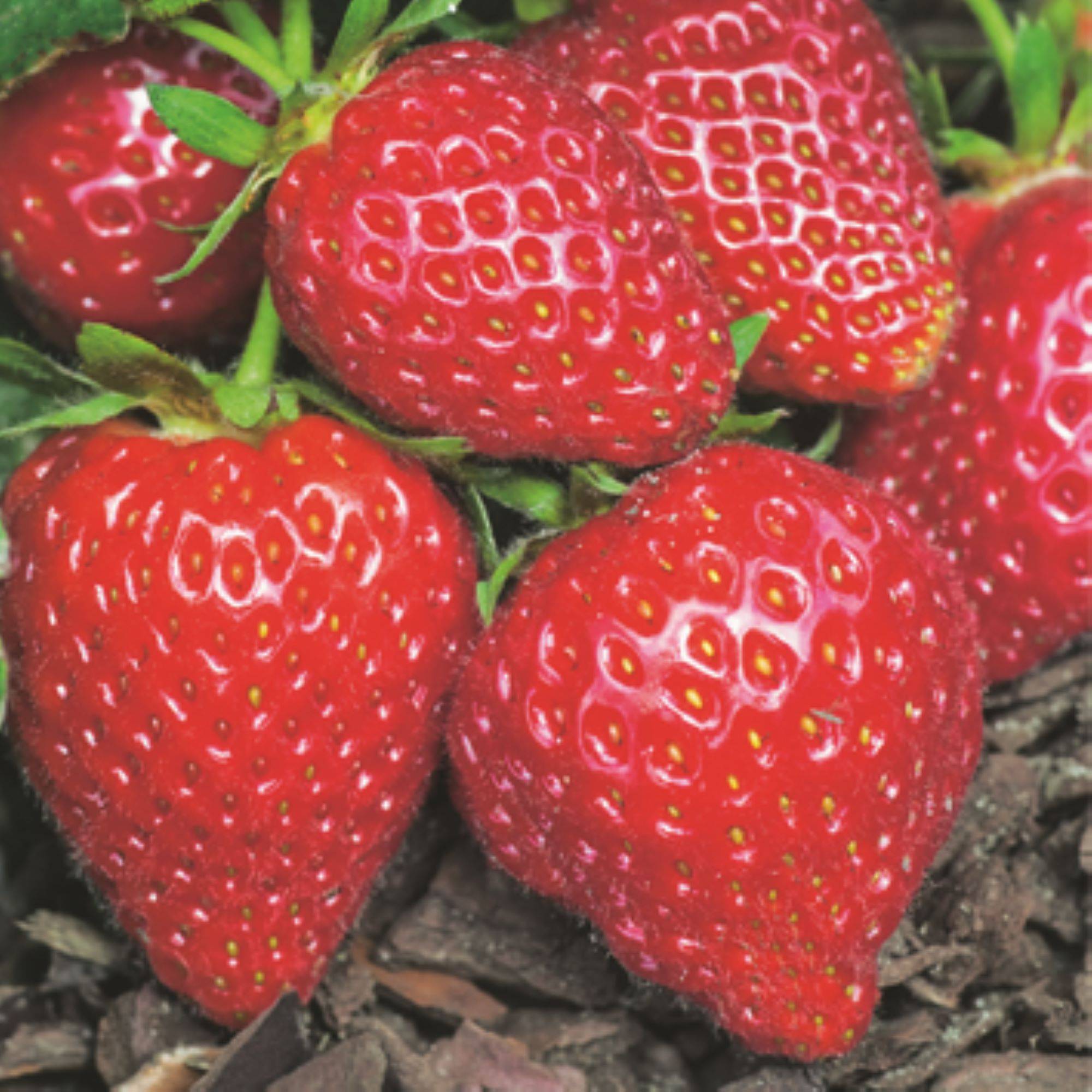Plant de fraisier remontant Charlotte barquette de 6 godets - Image 1