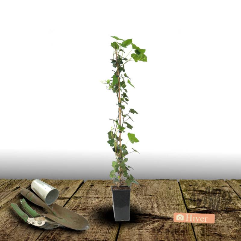 Lierre des bois Shamrock - Pot de 3L - Echelle bambou 60/120 cm - Image 8