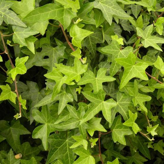 Lierre des bois Shamrock - Pot de 3L - Echelle bambou 60/120 cm - Image 10
