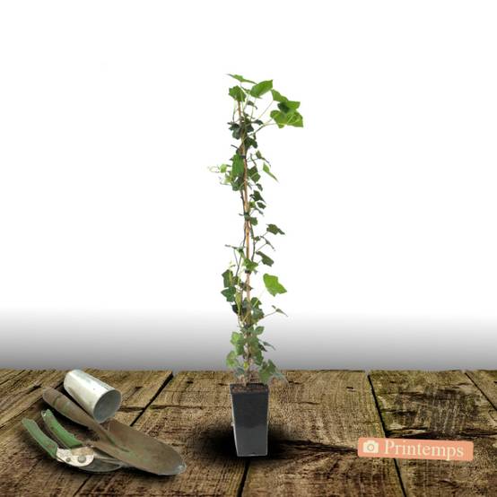 Lierre des bois Shamrock - Pot de 3L - Echelle bambou 60/120 cm - Image 9