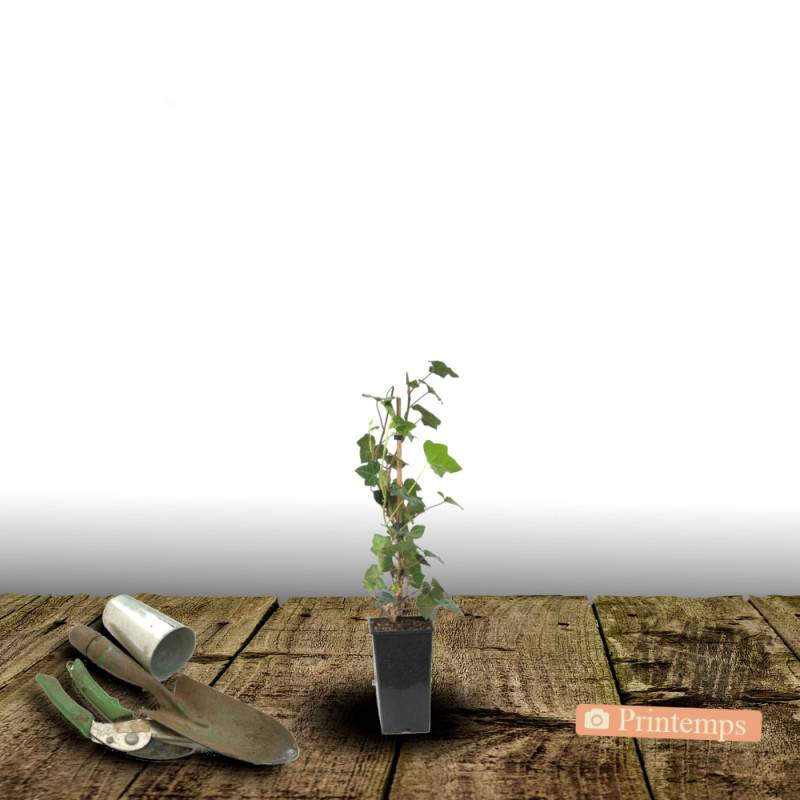 Lierre des bois Shamrock - Pot de 3L - Echelle bambou 60/120 cm - Image 5