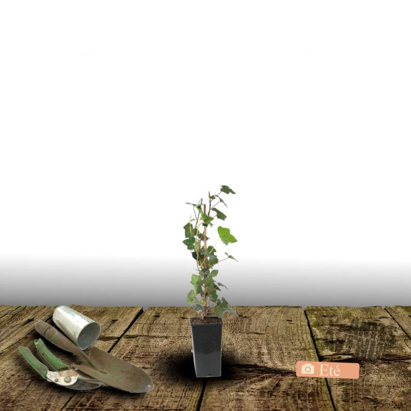 Lierre des bois Shamrock - Pot de 3L - Echelle bambou 60/120 cm - Image 3