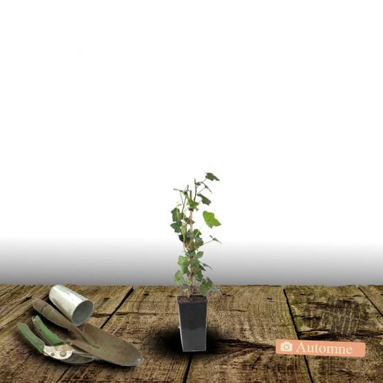 Lierre des bois Shamrock - Pot de 3L - Echelle bambou 60/120 cm - Image 2