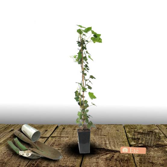 Lierre des bois Shamrock - Pot de 3L - Echelle bambou 60/120 cm - Image 7