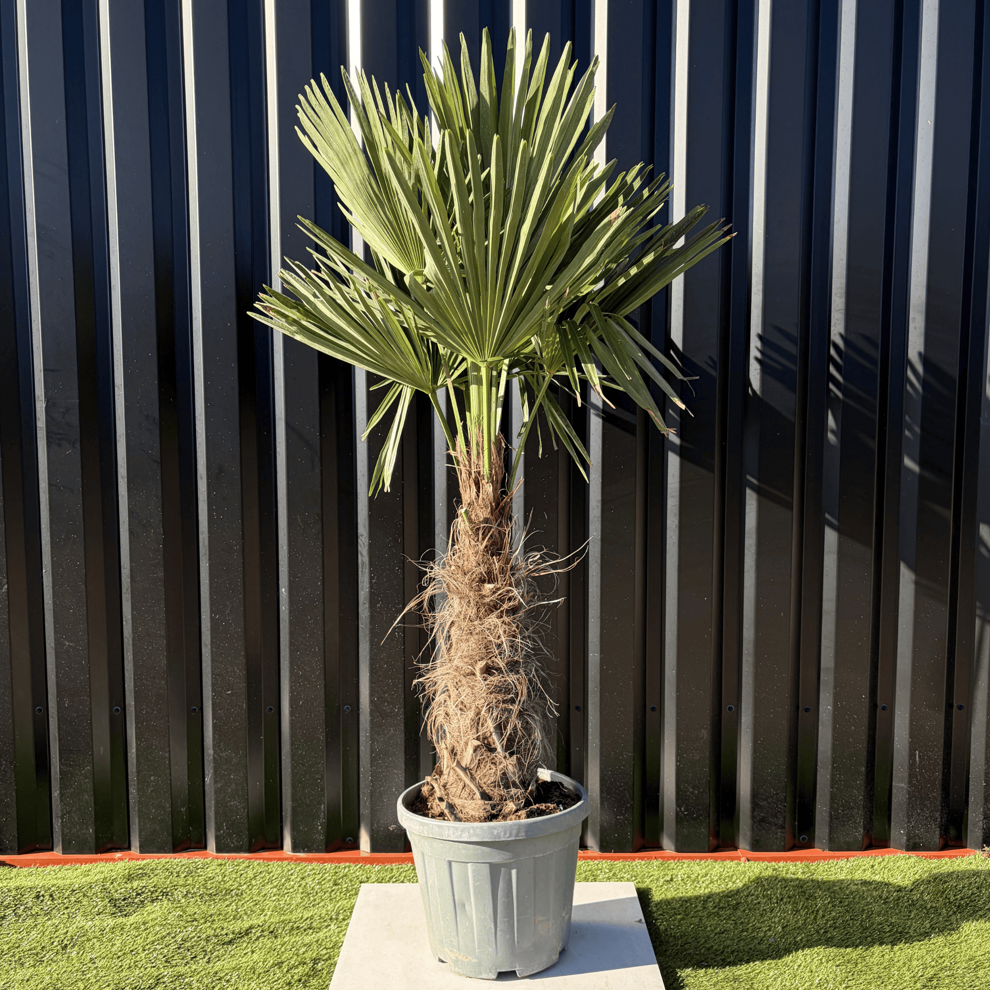 Palmier Trachycarpus Fortunei Tronc de 30/40 cm, H.140 cm - Image 1