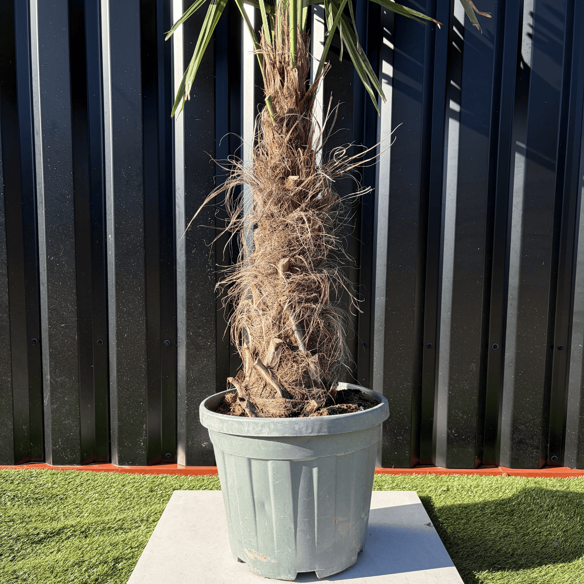 Palmier Trachycarpus Fortunei Tronc de 30/40 cm, H.140 cm - Image 2