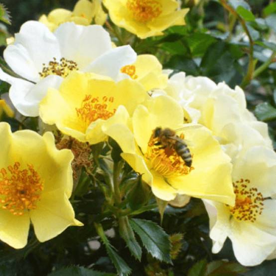 Rosier Bee Gold Pot de 3L/4L