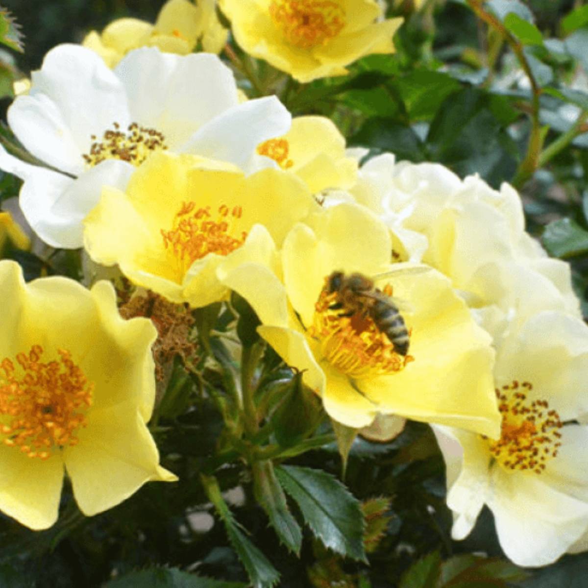 Rosier Bee Gold Pot de 3L/4L