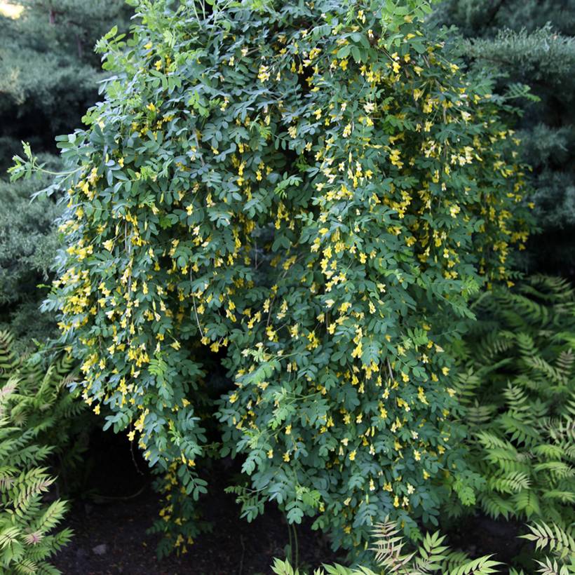 Promesse de Fleurs - Caragana arborescens Pendula - Caraganier de Sibérie pleureur Pot de 4L/5L, Tige