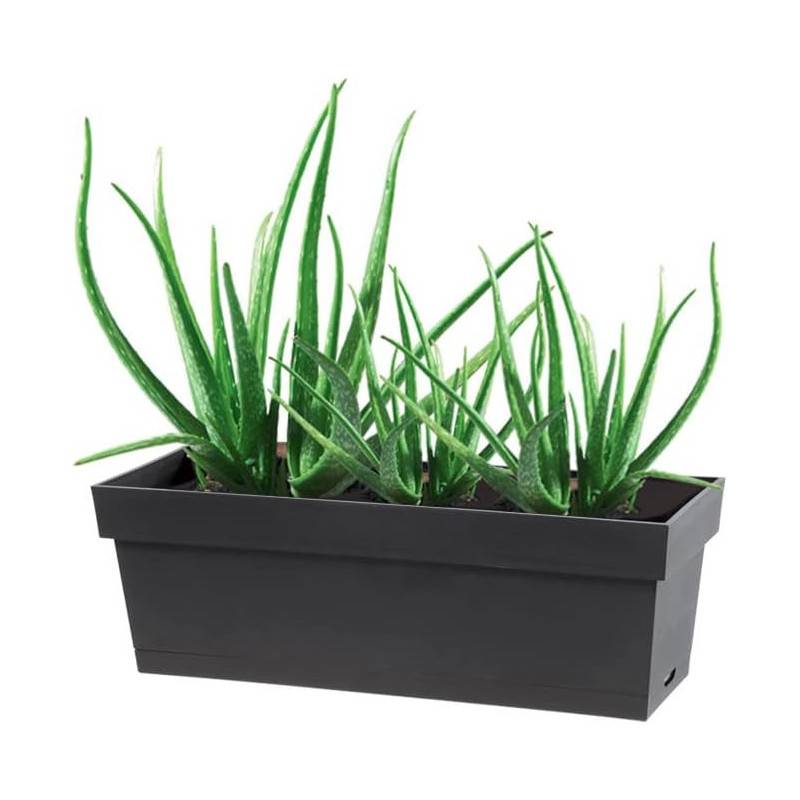 Eda - Jardinière Plastique 13631 G.Ant L.18 X L.50 X H.16.7 Cm Anthracite EDA - Image 2