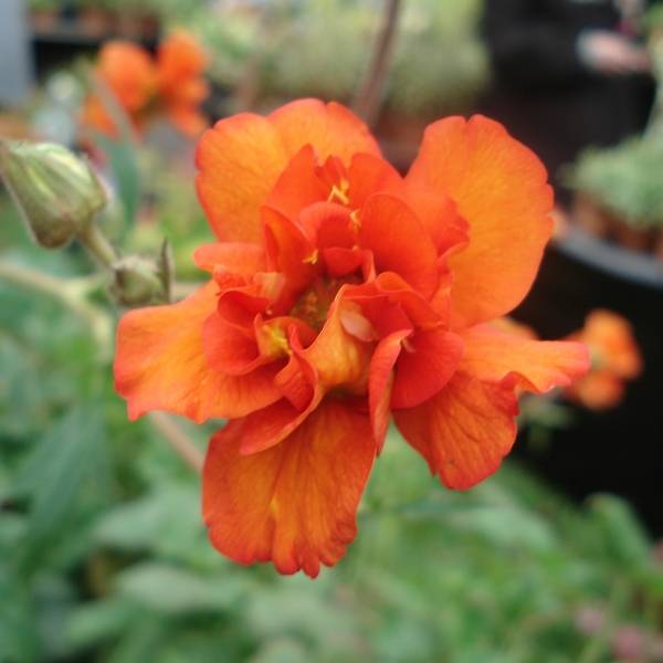 Promesse de Fleurs - Geum Prinses Juliana - Benoite orange et jaune Godet de 8/9 cm