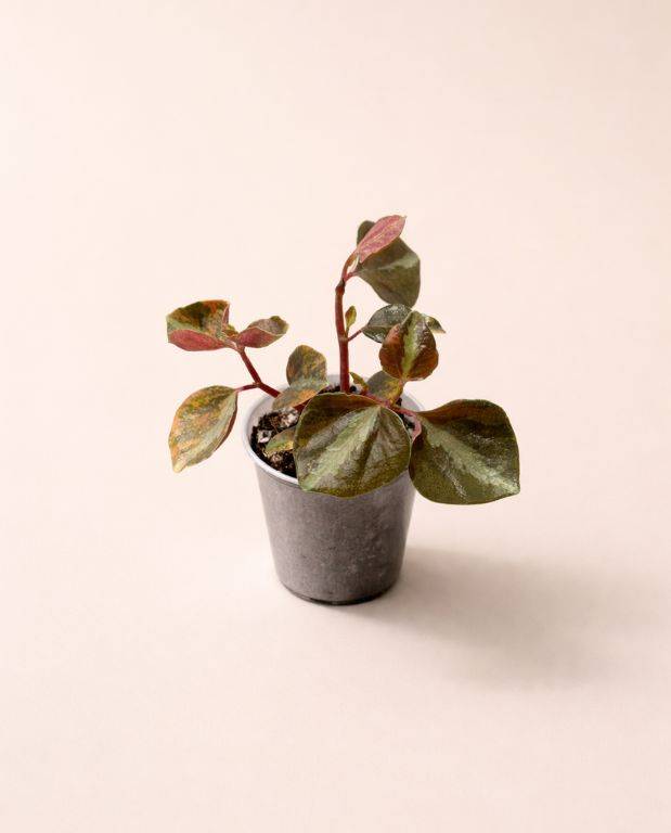 Hypoeste Phyllostachya blanc D. 6cm H. 12cm - Plante d'intérieur - IndoorPoppies - Image 3