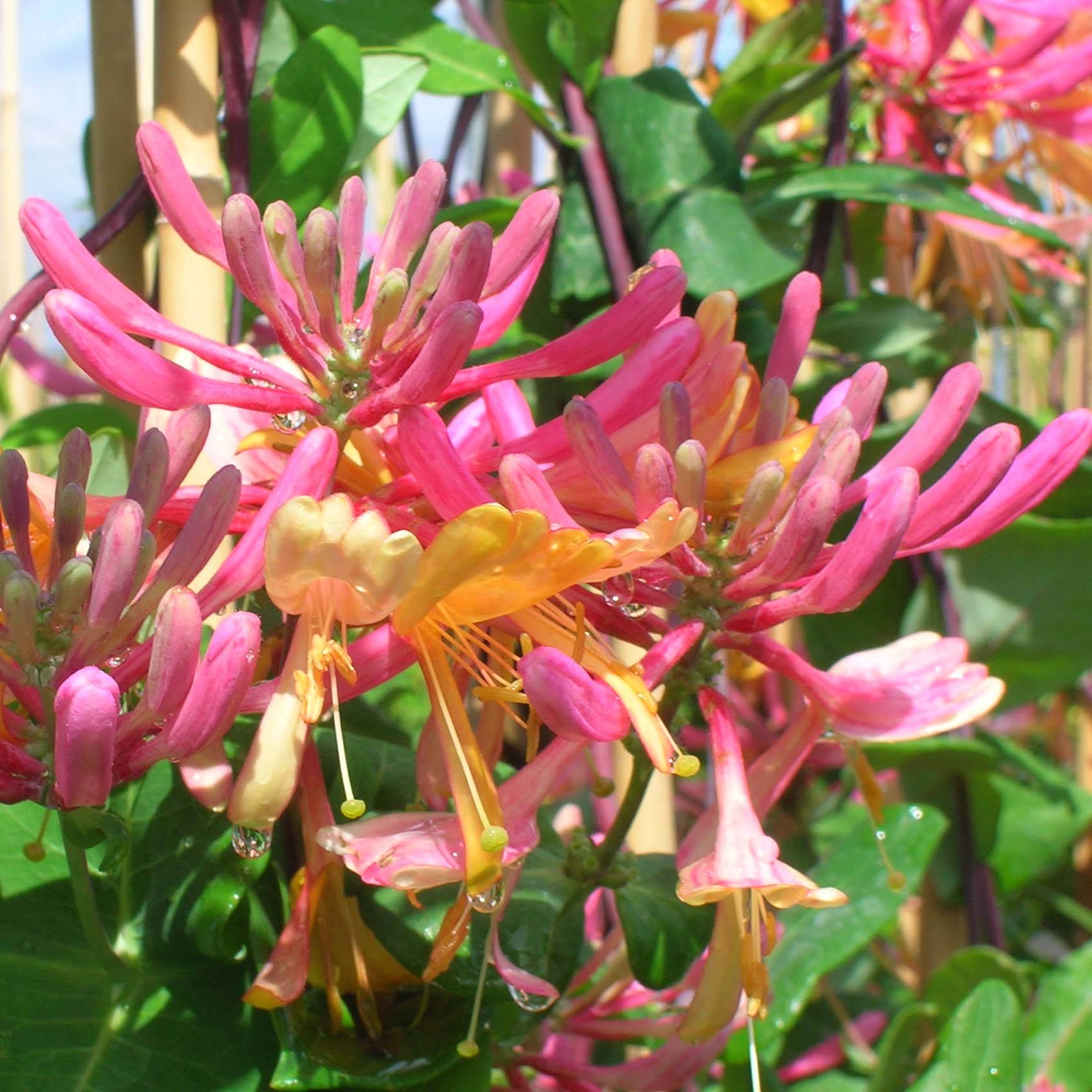 Chèvrefeuille - Lonicera heckrotii American Beauty Pot de 1,5L/2L