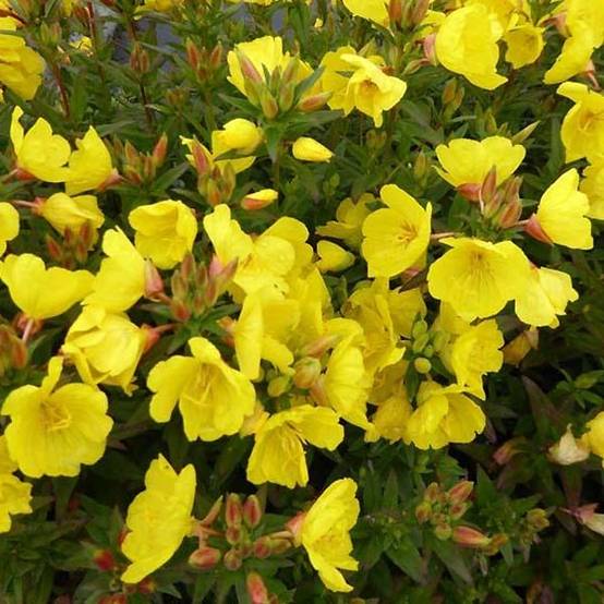 Promesse de Fleurs - Oenothère Michelle Ploeger - Oenothera fruticosa Michelle Ploeger Godet de 8/9 cm