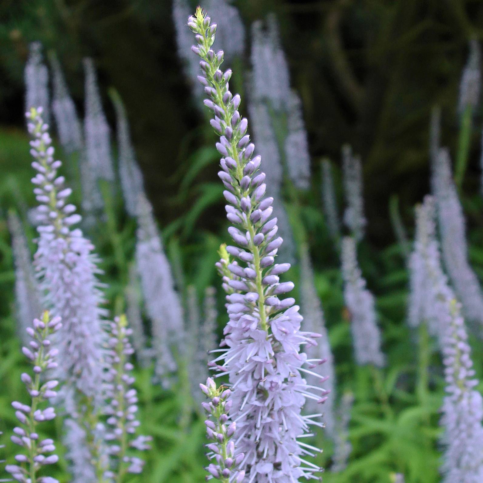 Veronica longifolia Lila Karina - Véronique à longues feuilles Godet de 8/9 cm