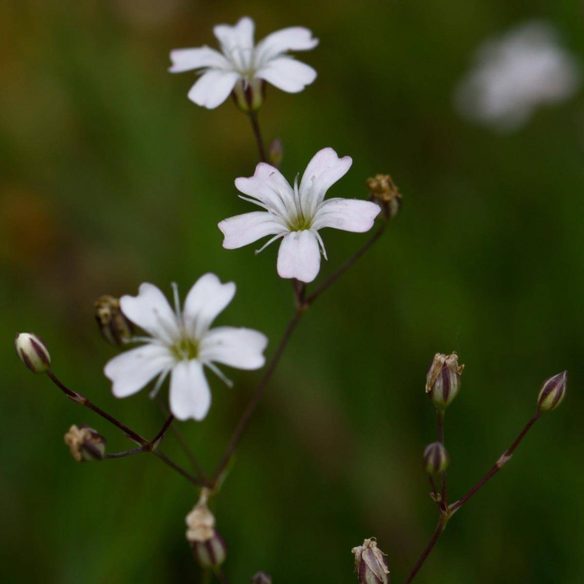 Promesse de Fleurs - Gypsophile blanc rampant - Gypsophila repens Alba Godet de 8/9 cm