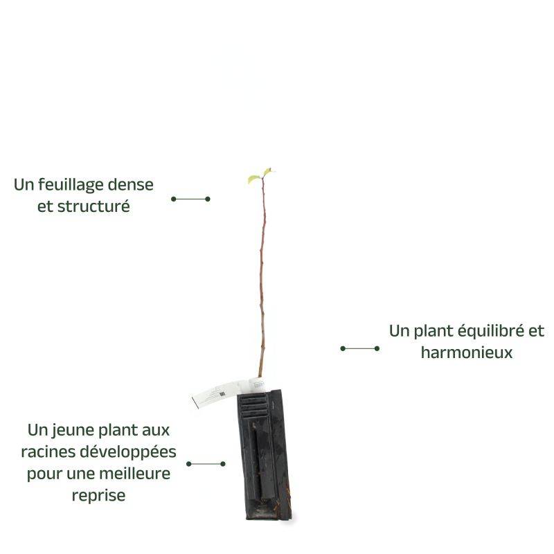 Prunier (Prunus domestica) - Godet - Taille 20/40cm - Pépinières Naudet - Image 4