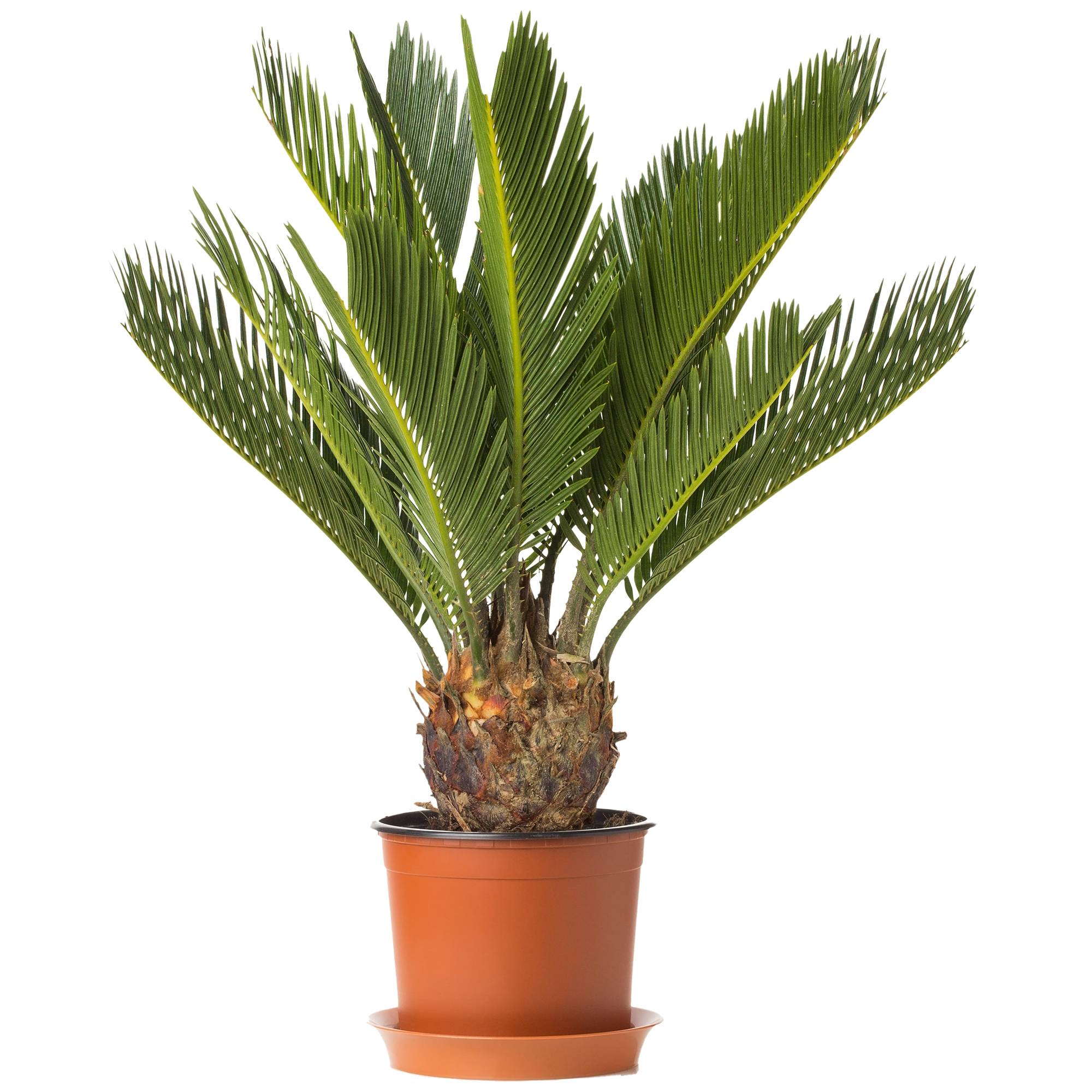 Gardenersdream - Plante D'Intérieur Cycas Revoluta Sagoutier Pour La Maison Ou Le Bureau (Pot De 30 À 40 Cm) - GardenersDream
