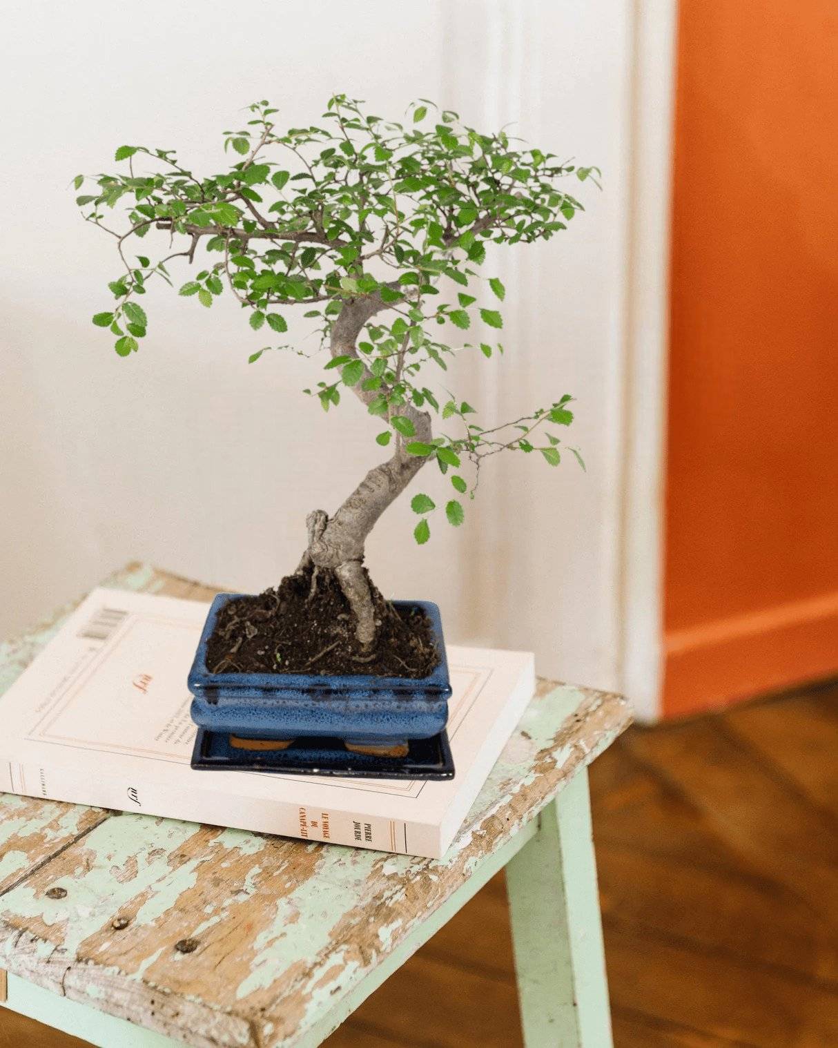 Bonsaï 15cm - Plante d'intérieur- La Green Touch - Image 2