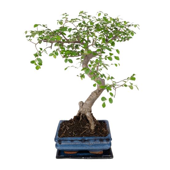 Bonsaï 15cm - Plante d'intérieur- La Green Touch - Image 1
