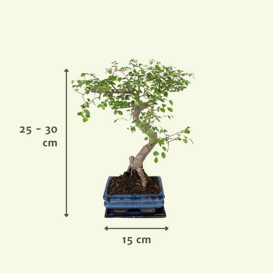 Bonsaï 15cm - Plante d'intérieur- La Green Touch - Image 6
