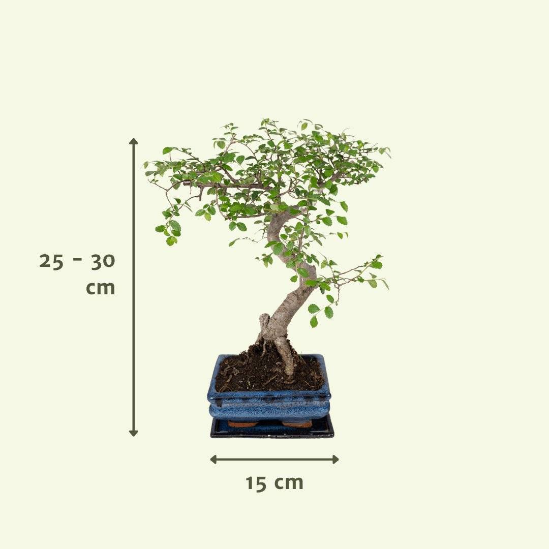 Bonsaï 15cm - Plante d'intérieur- La Green Touch - Image 6