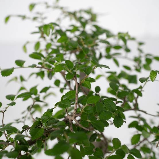 Bonsaï 15cm - Plante d'intérieur- La Green Touch - Image 3