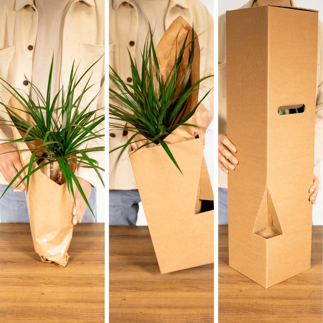 Bonsaï 15cm - Plante d'intérieur- La Green Touch - Image 7