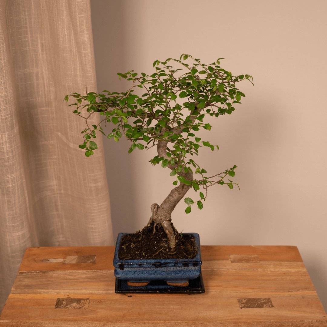 Bonsaï 15cm - Plante d'intérieur- La Green Touch - Image 5