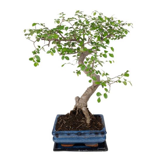 Bonsaï 15cm - Plante d'intérieur- La Green Touch - Image 4