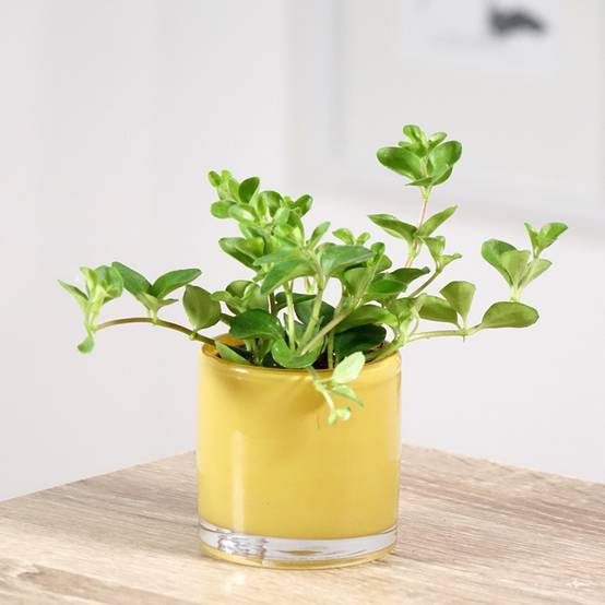 Promesse de Fleurs - Peperomia rotundifolia Pot de 12 cm / 13 cm