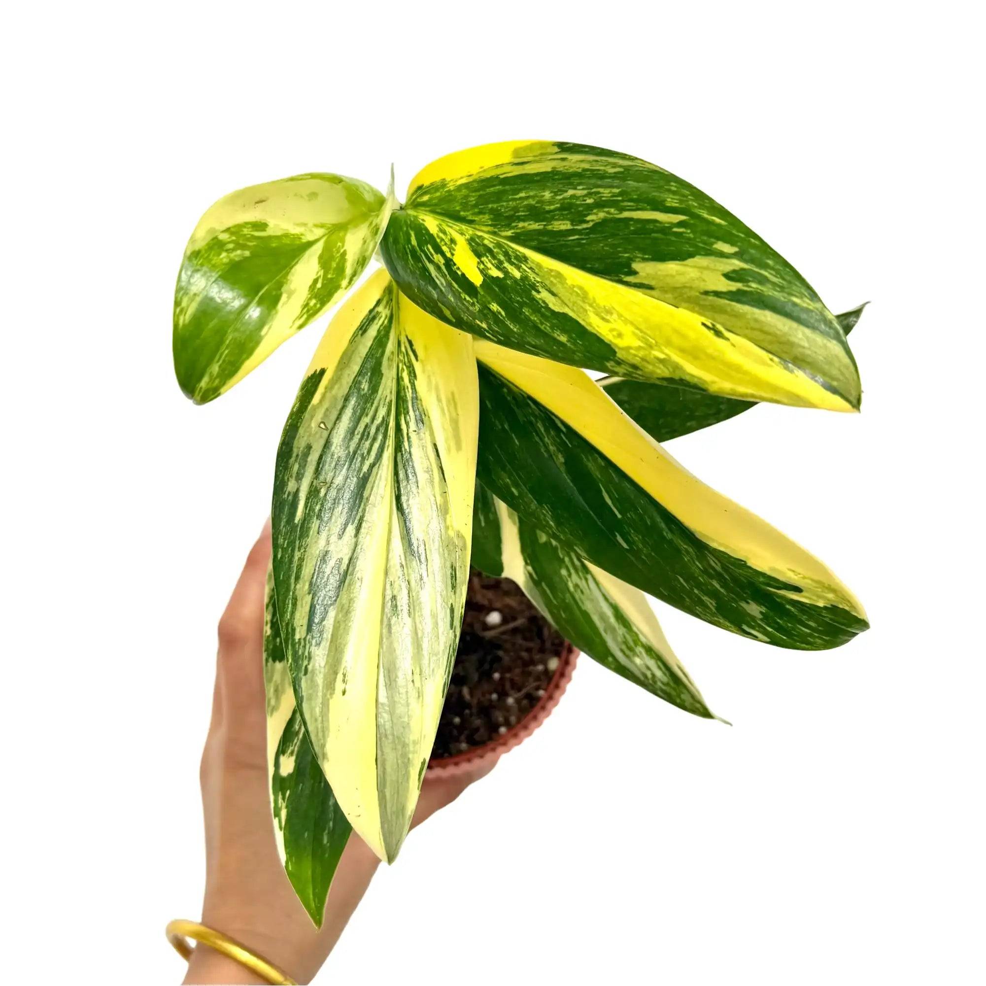 Monstera Standleyana Variegata - Pot de 9cm - Plantes d'intérieur - Image 2