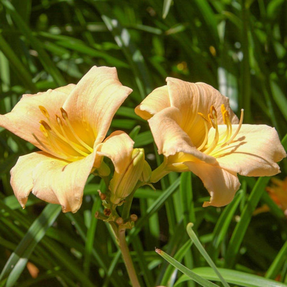 Promesse de Fleurs - Hemerocalle Mini Stella - Lis d'un jour jaune vif Godet de 8/9 cm