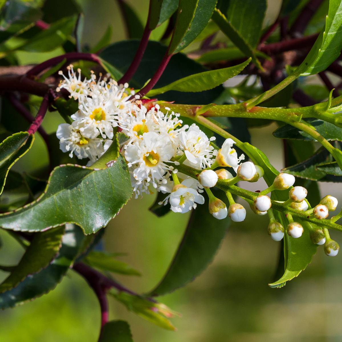 Laurier du Portugal - Prunus lusitanica Brenelia Pot de 7,5L/10L