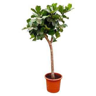 Ficus Lyrata Arbre Xxxl - D42 H230cm