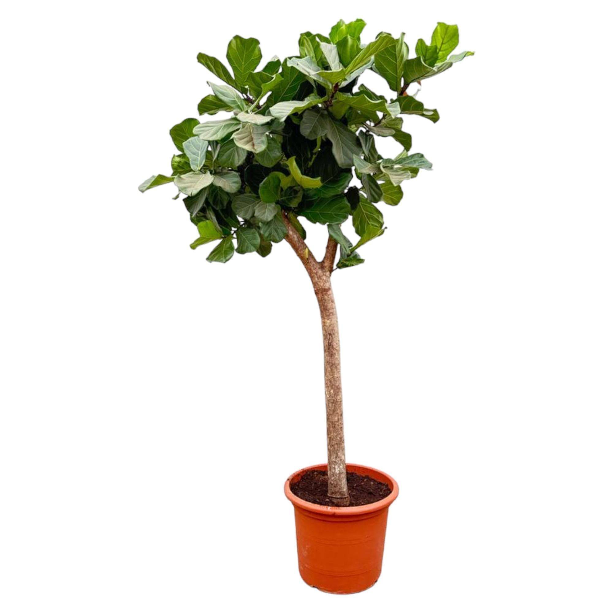 Ficus Lyrata Arbre Xxxl - D42 H230cm