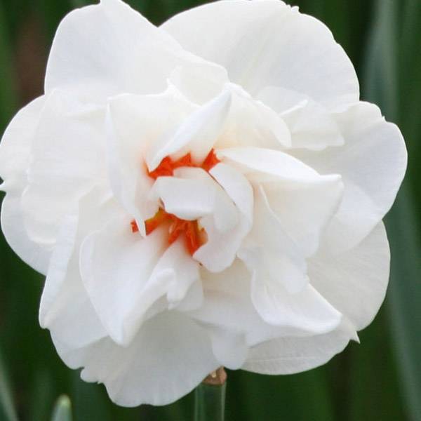 Promesse de Fleurs - Narcisse Acropolis Bulbe calibre 12+ (par 10)