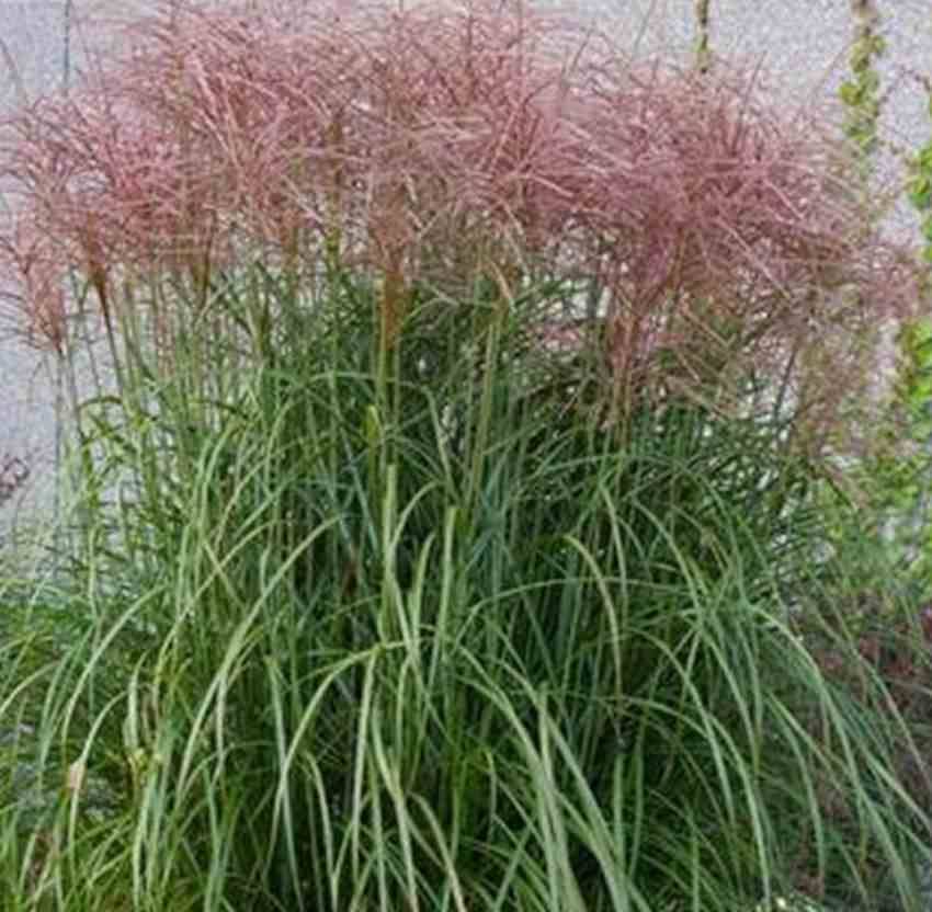 6 Plants D'Eulalie Géante (Miscanthus Giganteus) - Godet 9x9 Cm, Brise-vent, Hauteur 250 Cm