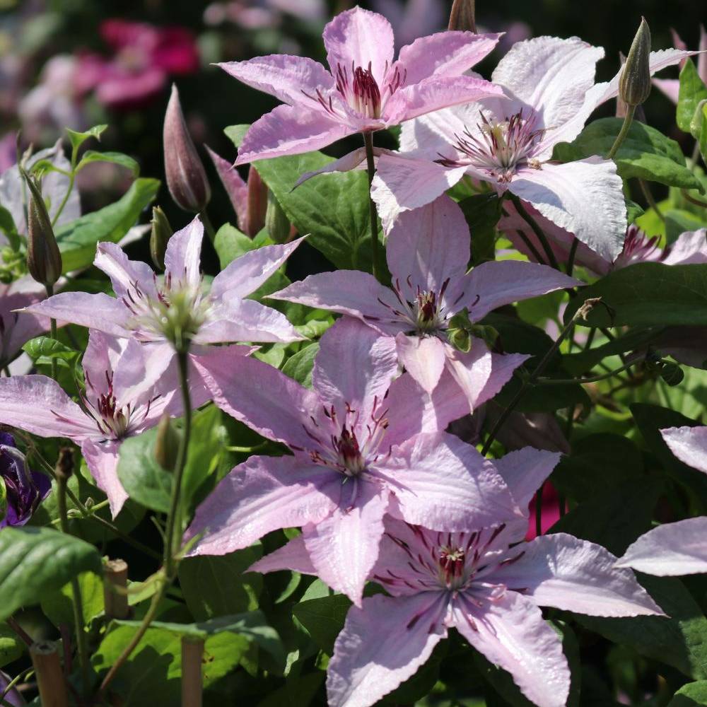 Gardenersdream - Clématite 'Hybride Hagley' plante grimpante à fleurs compacte et rustique pot 9 cm - GardenersDream - Image 3
