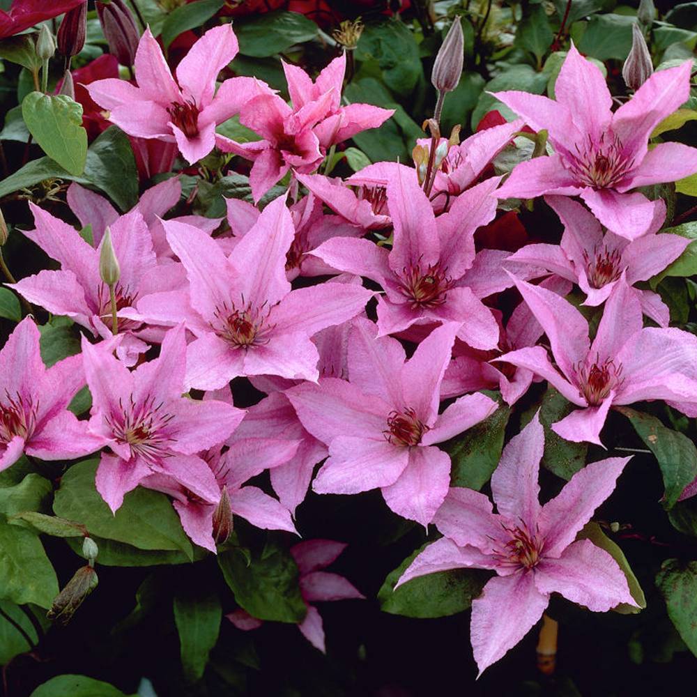 Gardenersdream - Clématite 'Hybride Hagley' plante grimpante à fleurs compacte et rustique pot 9 cm - GardenersDream - Image 5