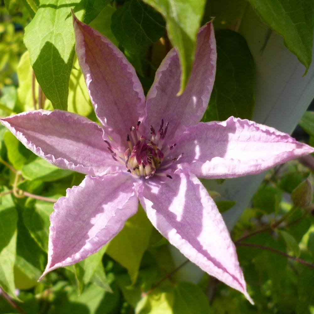 Gardenersdream - Clématite 'Hybride Hagley' plante grimpante à fleurs compacte et rustique pot 9 cm - GardenersDream - Image 1