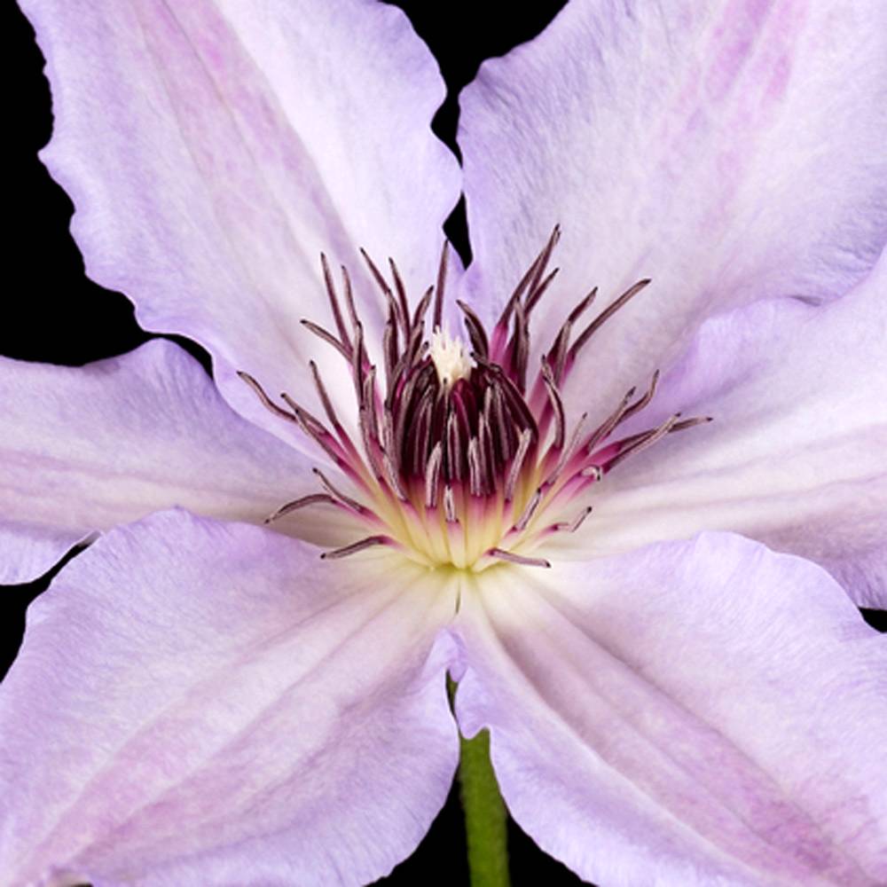 Gardenersdream - Clématite 'Hybride Hagley' plante grimpante à fleurs compacte et rustique pot 9 cm - GardenersDream - Image 2