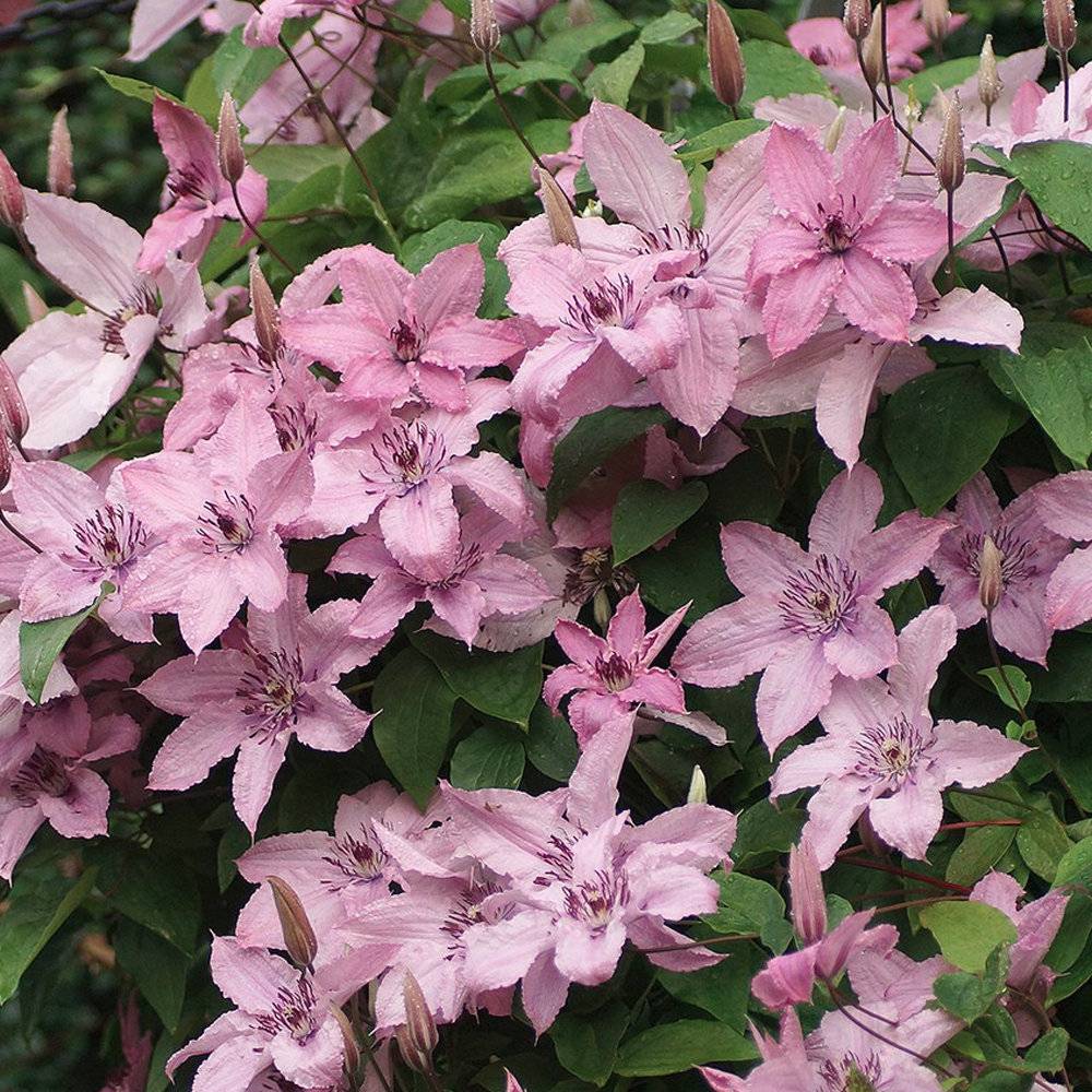 Gardenersdream - Clématite 'Hybride Hagley' plante grimpante à fleurs compacte et rustique pot 9 cm - GardenersDream - Image 4