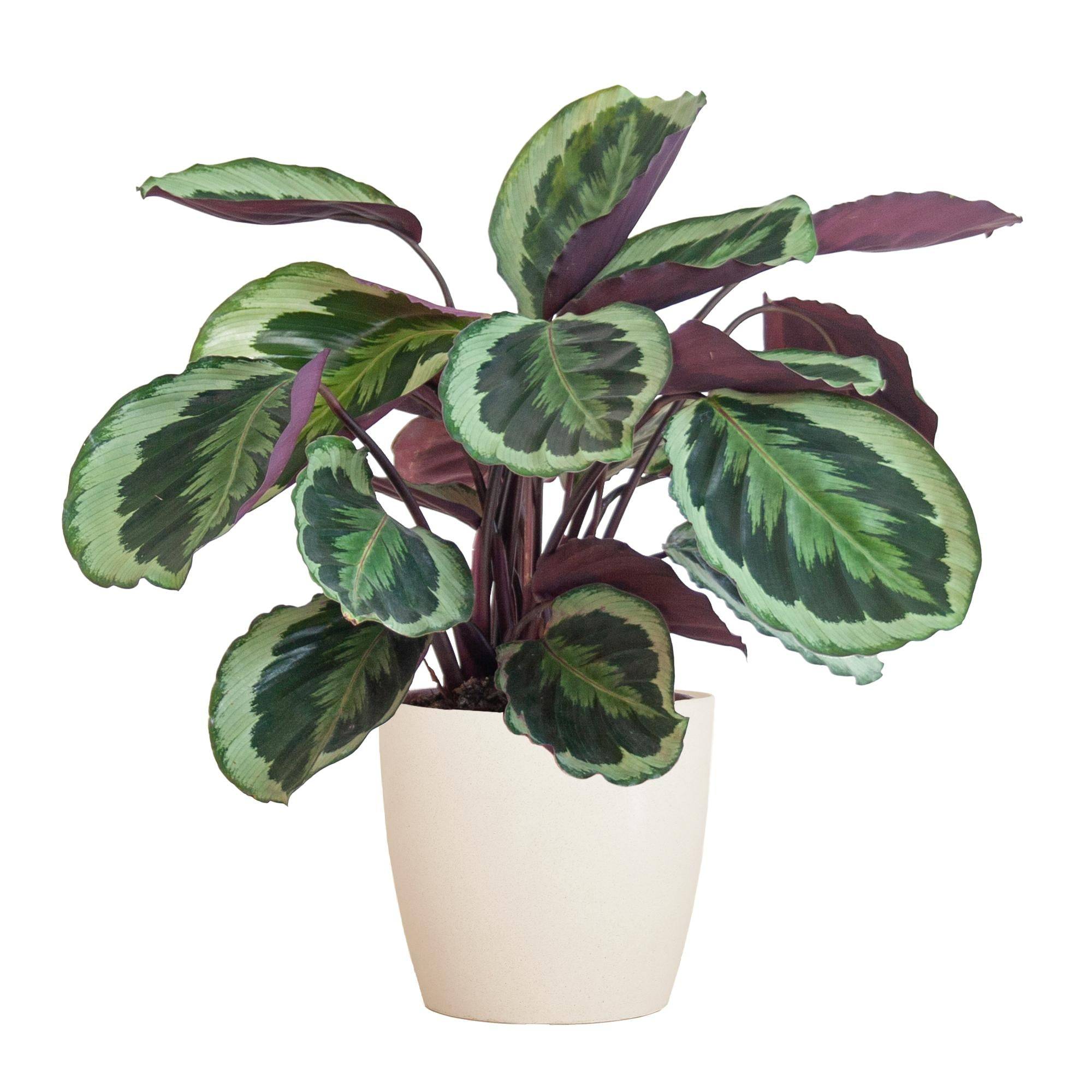 Calathea Medaillon et son pot- La Green Touch Blanc - Hauteur 65cm