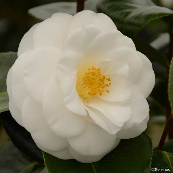 Promesse de Fleurs - Camélia Janet Waterhouse - Camellia japonica Pot de 2L/3L