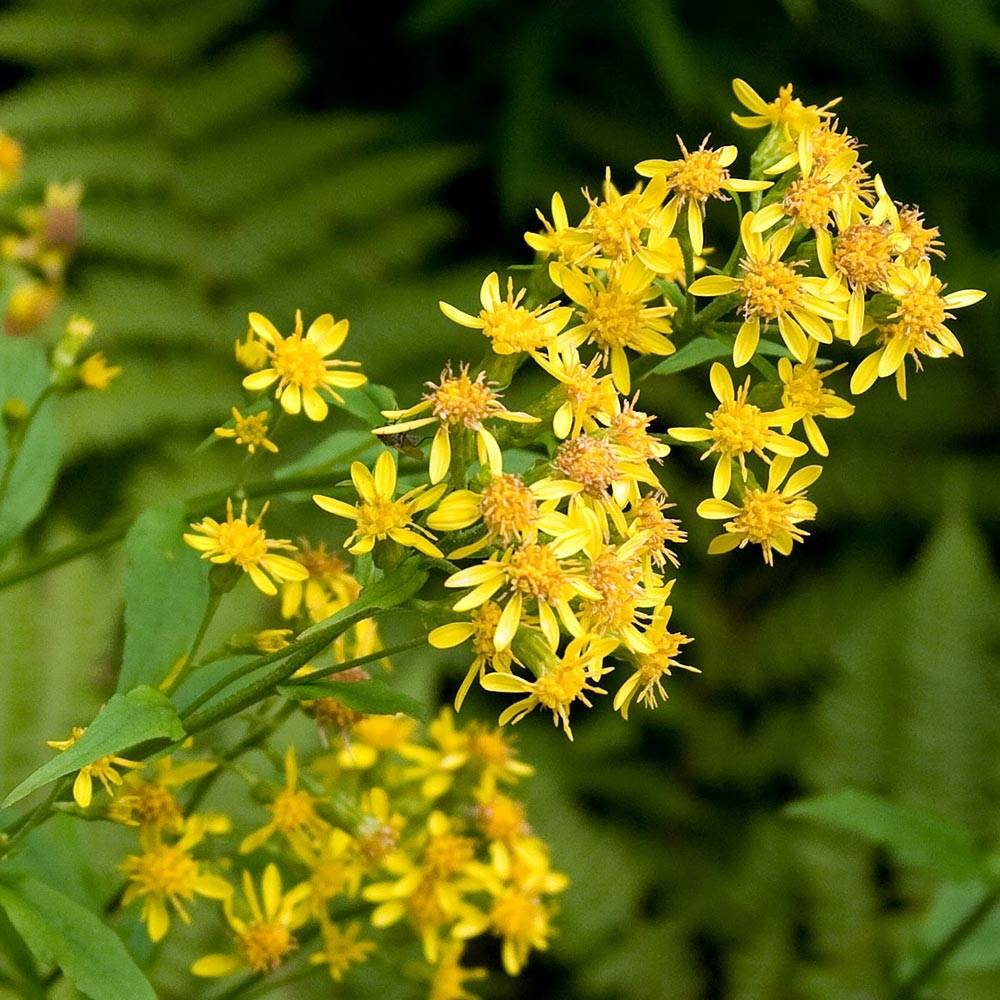 Promesse de Fleurs - Solidago virgaurea - Baguette d'Aaron - Verge d'or Godet de 8/9 cm