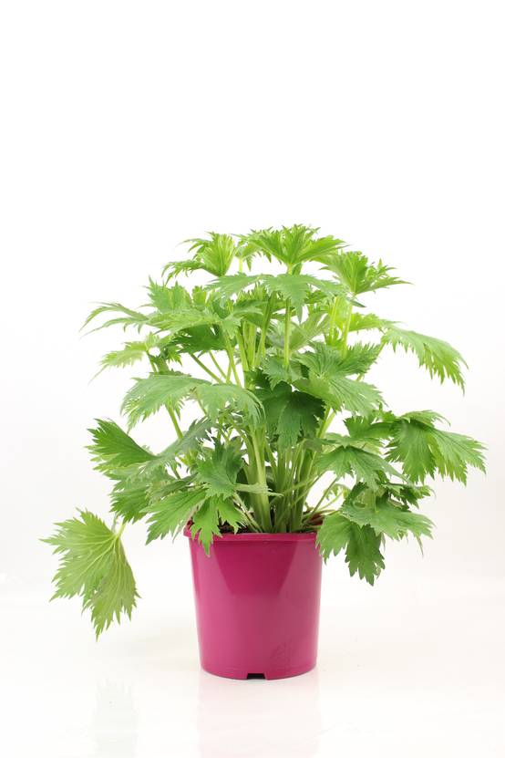 Delphinium pot 2 l - Image 1