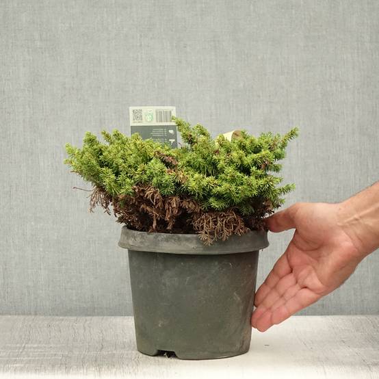 Épicéa nain - Picea abies Little Gem 2L/3L Pot de 2L/3L - Image 2